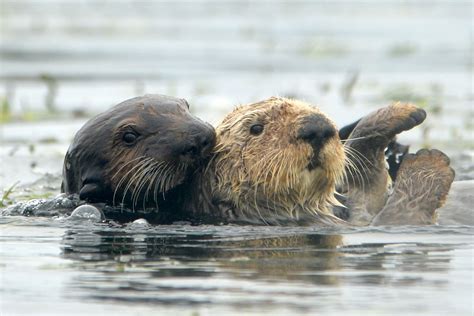 Sea otter surrogacy program: A mother’s love can make all the difference